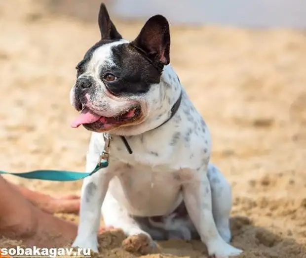 Французский бульдог собака. Описание, особенности, уход и цена французского бульдога