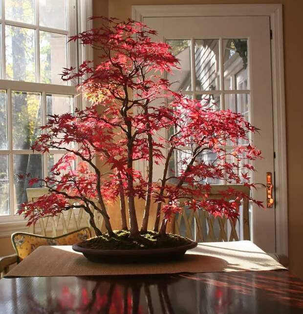 Bonsai Maple Forest In Autumn