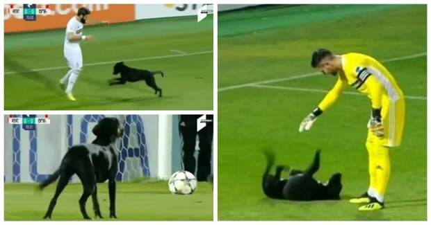 Жизнерадостный пёс прервал футбольный матч в Грузии видео, грузия, животные, милота, прикол, собака, спорт, футбол