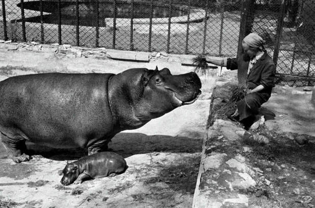 Как в блокаду ленинградцы сберегли зверей в зоопарке