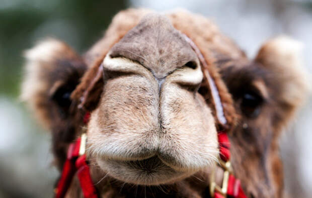 Funny camel face