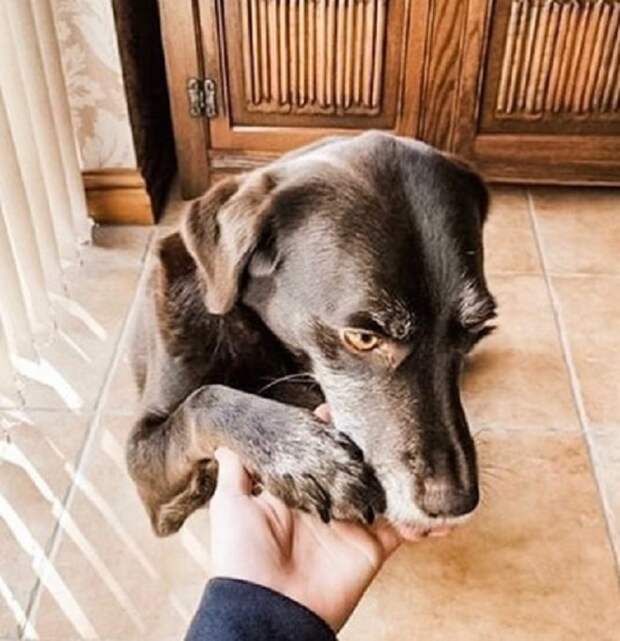 Собаке пожимают лапу Собака дает лапу
