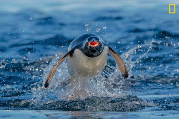 Субантарктический пингвин, преследуемый морским леопардом (Фото: Клайв Бивис) national geographic, животные, конкурс, конкурсант, путешествие, фотография, фотомир