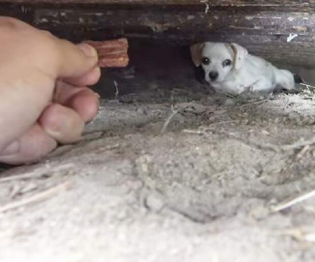Собака боится Собака под машиной