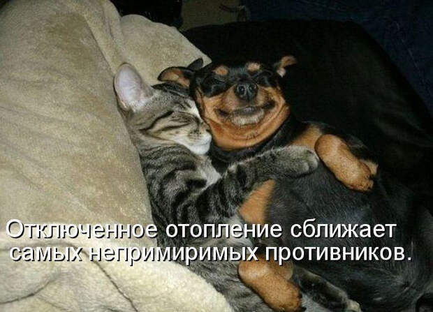 Фото животных с надписями (45 штук) Фото животных с надписями (45 штук)