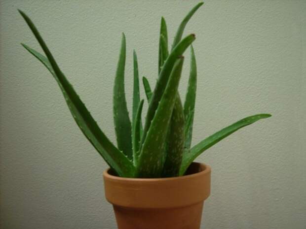 1280px-Aloe_vera_plant