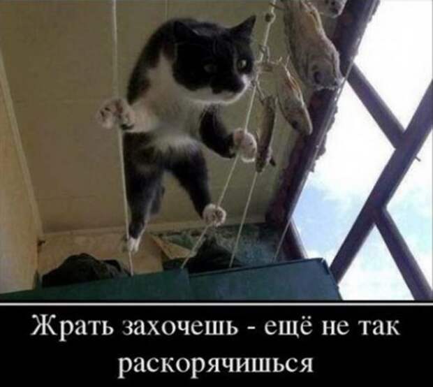 Весёлая котоматрица смех, фото