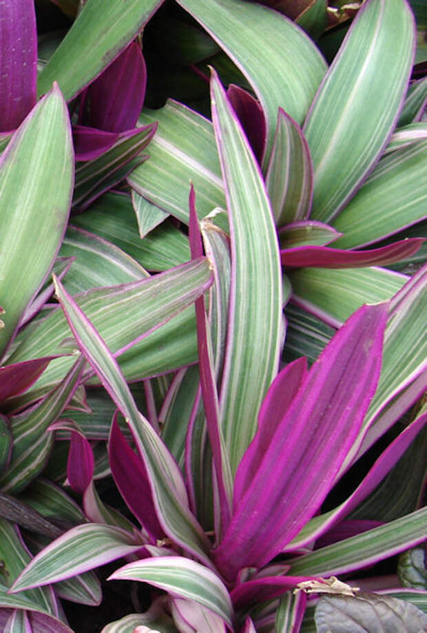 Драцена с фиолетовыми листьями название фото
