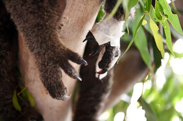 В ветеринарных центрах установили даже подобия эвкалиптовых деревьев - чтобы коалы могли восстановиться в чуть более привычной среде Фото: REUTERS