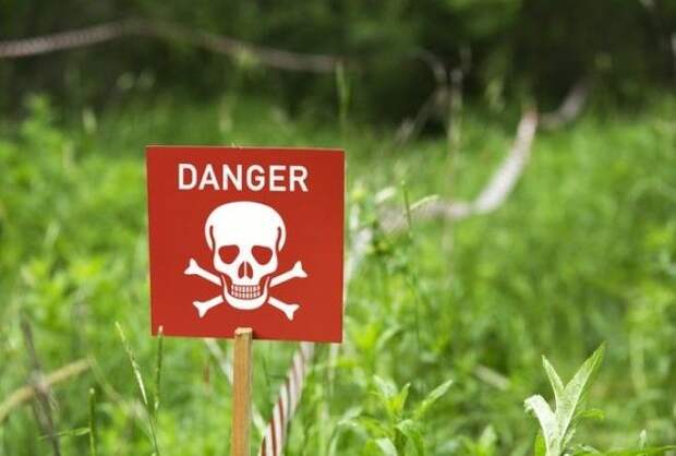 10 токсичных комнатных растений, которые отравляют людей и домашних животных