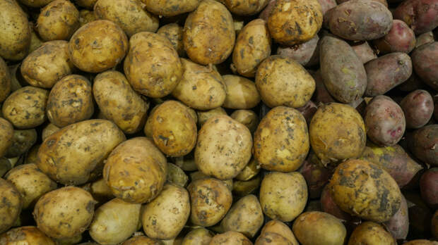 Готовимся к зиме заранее: эксперт рассказала, как правильно хранить картофель