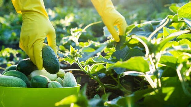 Забудьте про шпалеры и теплицы: старый дедовский способ выращивания огурцов ведрами прямо на земле