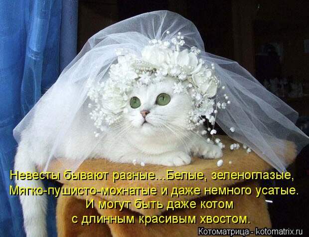 Котоматрица: И могут быть даже котом  с длинным красивым хвостом. Невесты бывают разные...Белые, зеленоглазые, Мягко-пушисто-мохнатые и даже немного усат