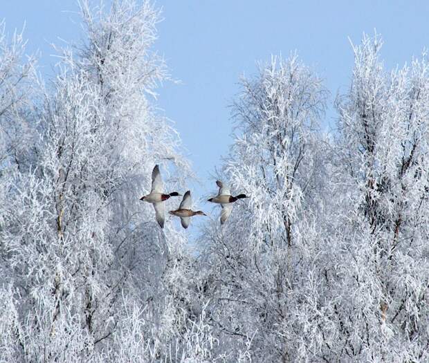 О зимующих и перелетных птицах расскажут на бесплатной экскурсии в СВАО Фото с сайта pixabay.com
