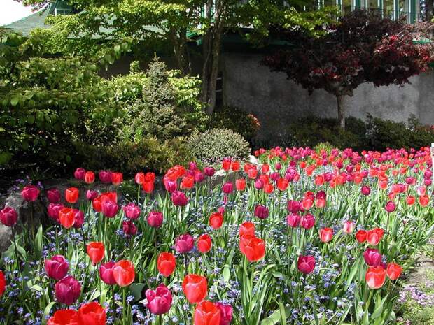 butchart-gardens-tulips (700x525, 203Kb)