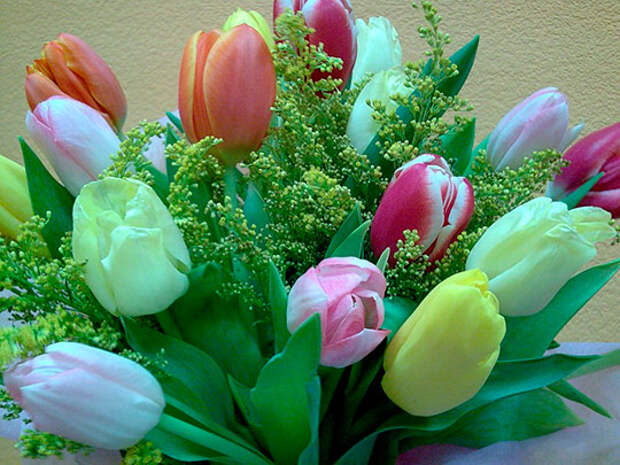 цветы тюльпаны, букеты фото, картинки, видео