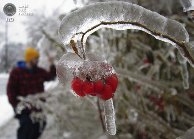 Канада. Торонто, Онтарио. 22 декабря. Ягоды рябины в ледяной оболочке. (REUTERS/Gary Hershorn)