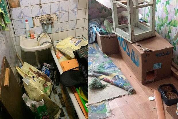 Запертые в питерской квартире коты устроили потоп СПб, животные, котики, потоп, россия, санкт-петербург
