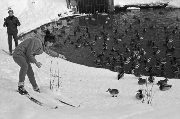 Кормление уток в Измайловском парке. Москва. Фото Олега Кузьмина, 1985