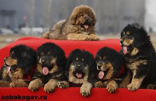 Тибетский мастиф собака. Описание, особенности, уход и цена тибетского мастифа