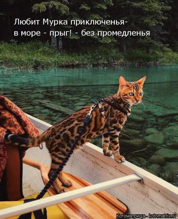 Лучшие котоматрицы недели (50 фото)