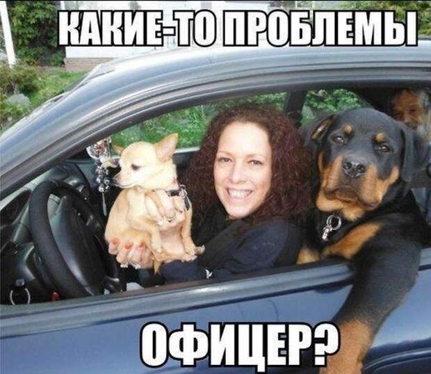 Фотоподборка автоприколов