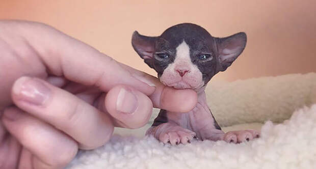 Adorable hairless sphynx kittens 43 5cb83d654313e 700