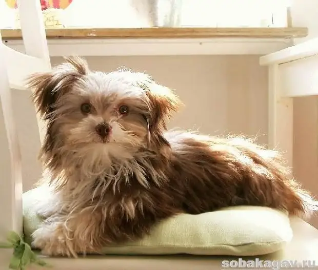 Гаванский бишон собака. Описание, особенности, уход и цена гаванского бишона