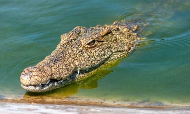 Стая диких собак в Индии преследовала щенка, когда на помощь пришли крокодилы