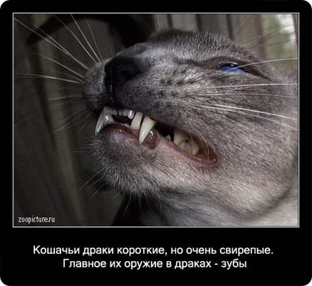 Факты о кошках в картинках