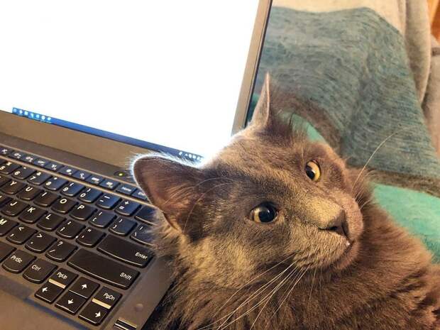 Без кота и жизнь не та
