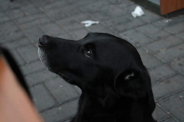 Что происходит с душой питомца после смерти