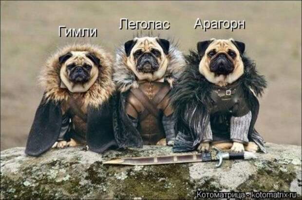 Приехала в гости сестра с двумя детьми 2 и 5 лет… Кот сразу притворился мертвым…