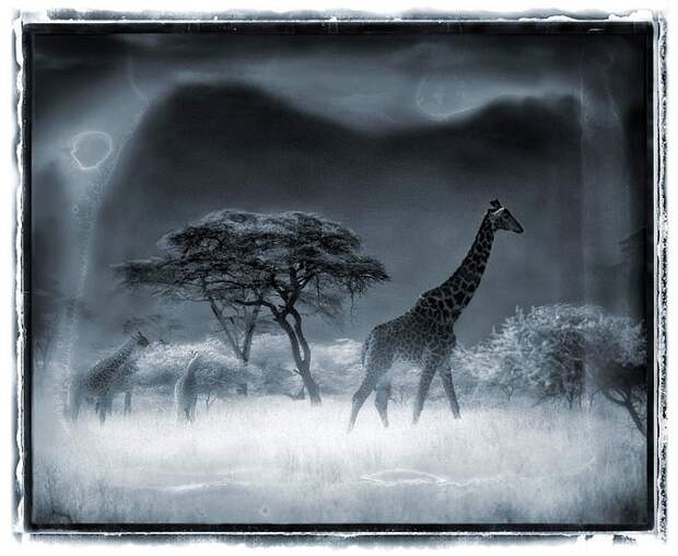 фотографии африки. Nick Brandt
