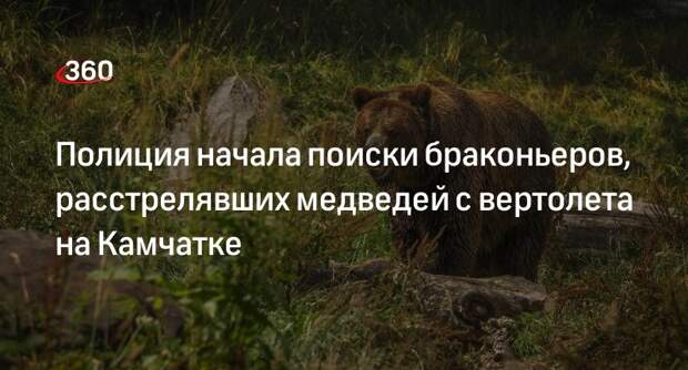 МВД Камчатки объявило в розыск браконьеров, расстрелявших медведей с вертолета