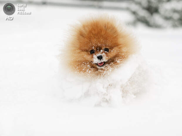 Снег — собачье счастье. (Heidi Dubourgh Pedersen)