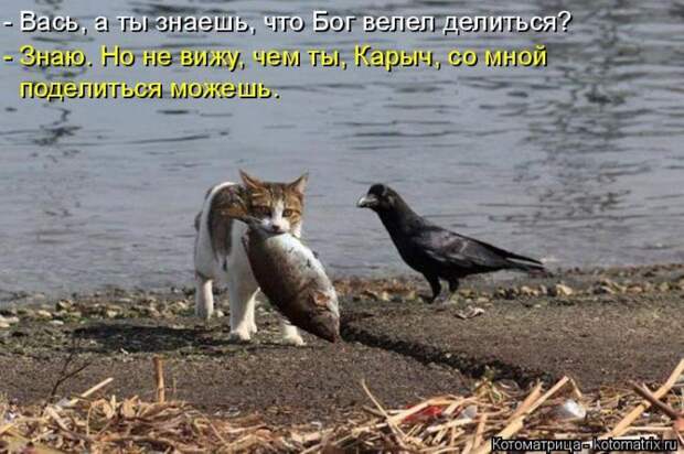 Лучшие котоматрицы недели  