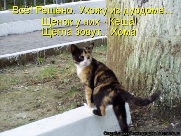 Лучшие котоматрицы недели (50 фото)