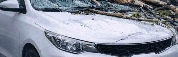 В Талдыкоргане суд взыскал более 1 млн тенге за ущерб автомобилю от упавшего дерева