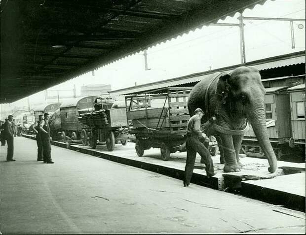 Цирк Виртс прибывает на платформу 9, станция Спенсер-Сент в Мельбурне, Австралия. Цирковой слон помогает разгрузить поезда, 1948 20 век, история, фотографии