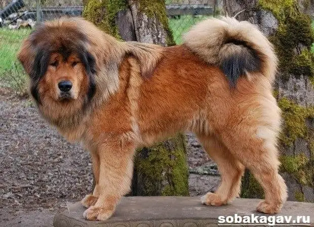 Тибетский мастиф собака. Описание, особенности, уход и цена тибетского мастифа