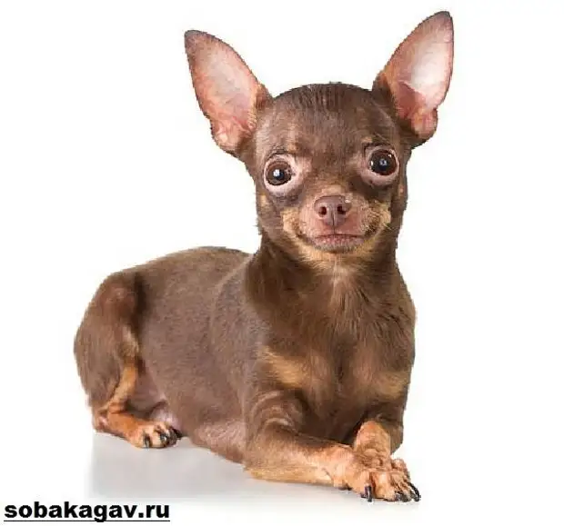 Той терьер собака. Описание, особенности, уход и цена той терьера