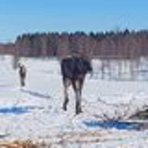 One of the three milking moose at the Elk House farm.