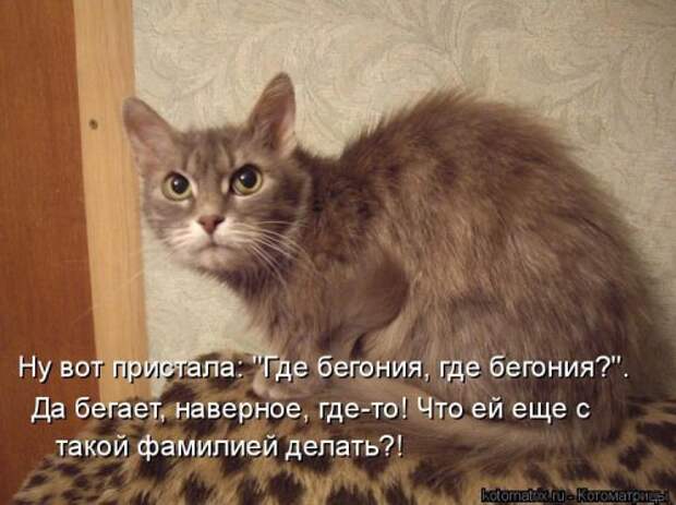 Новая котоматрица для позитива (35 фото)