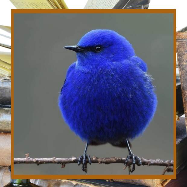 Почему птица счастья синяя