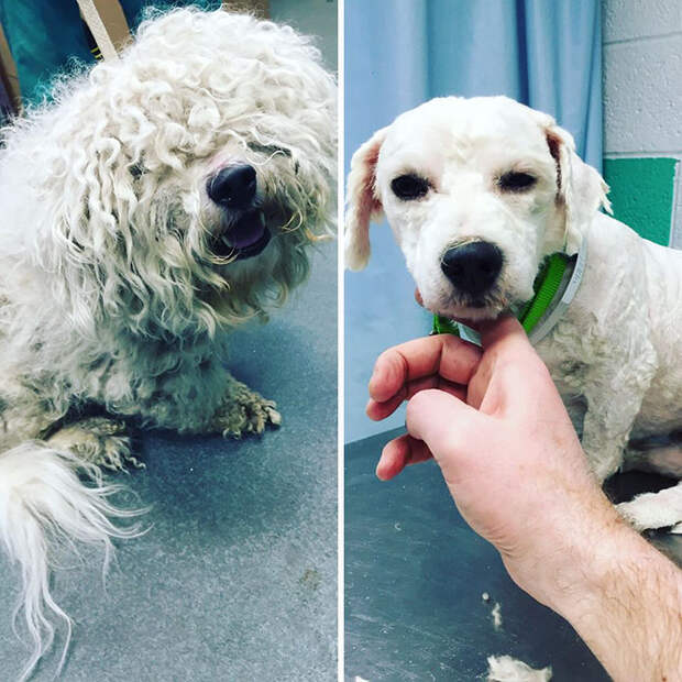 собака до и после стрижки