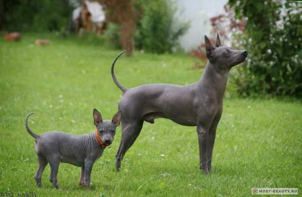 Фото лысых пород собак: American Hairless Terrier