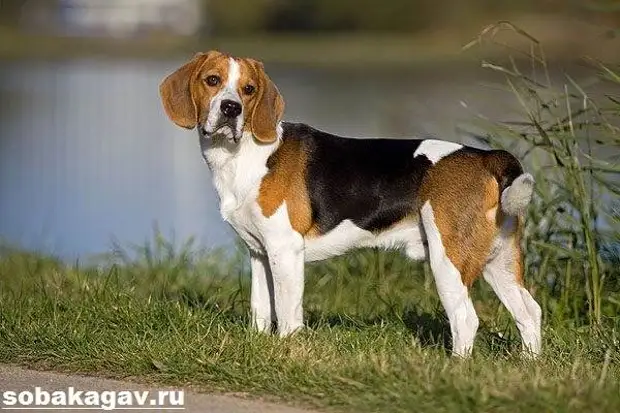 Бигль собака. Описание, особенности, уход и цена бигля