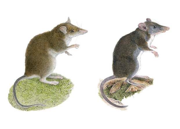 На острове лусон нашли два новых вида землеройковых крыс