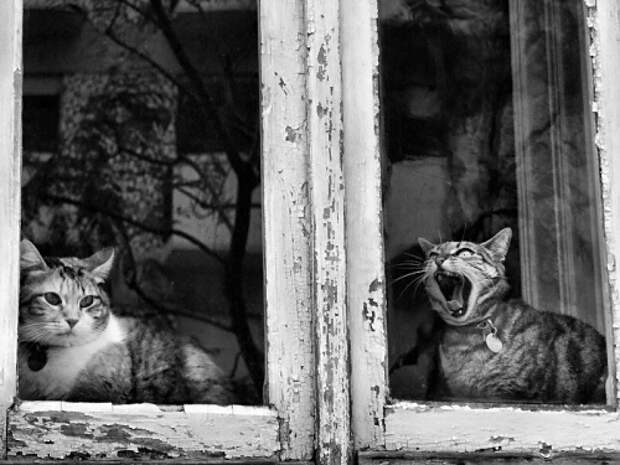 черно-белые фотографии